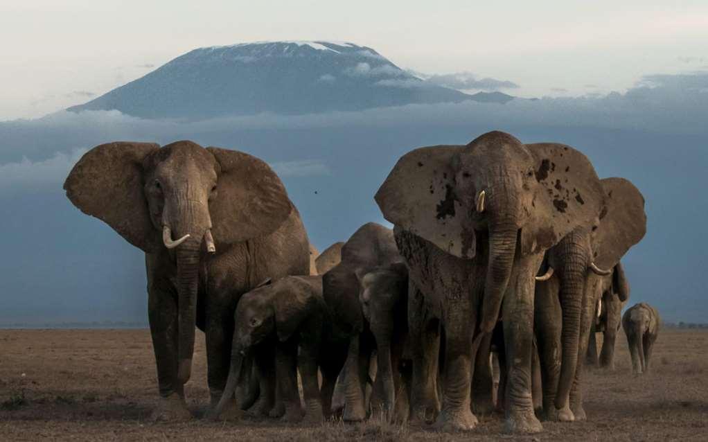 Amboseli Serena Safari Lodge Kemudahan gambar